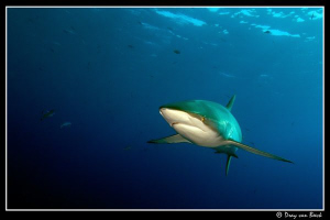 Silky shark at Daedalus reef.2 by Dray Van Beeck 